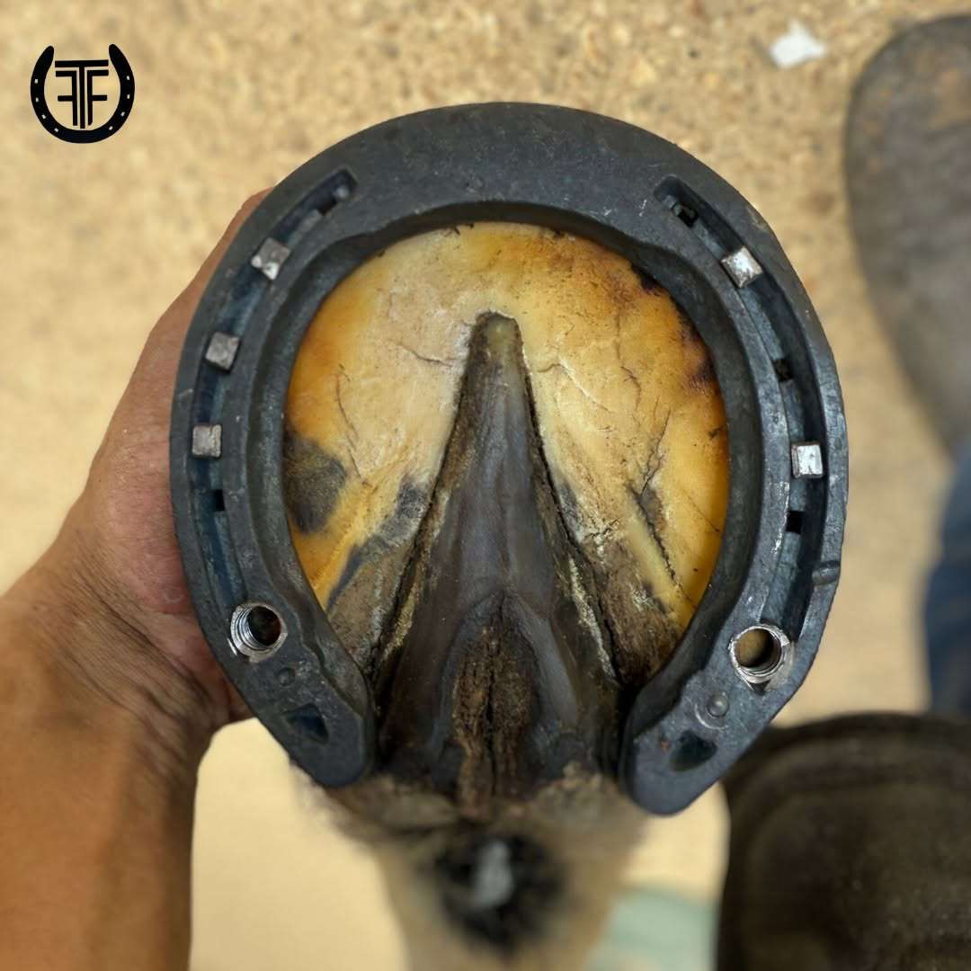 Bar shoe used for remedial hoof support