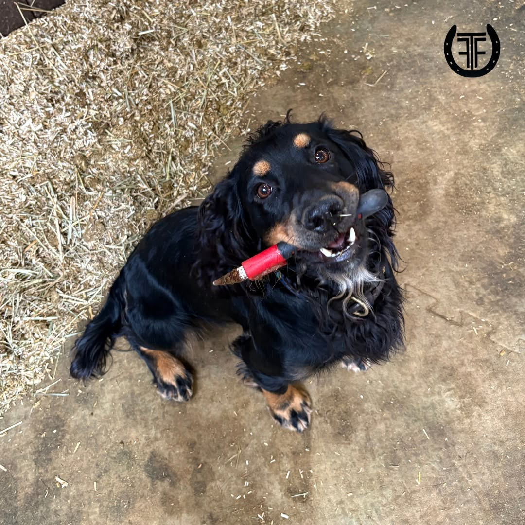 Felix's dog on the yard with a rasp handle